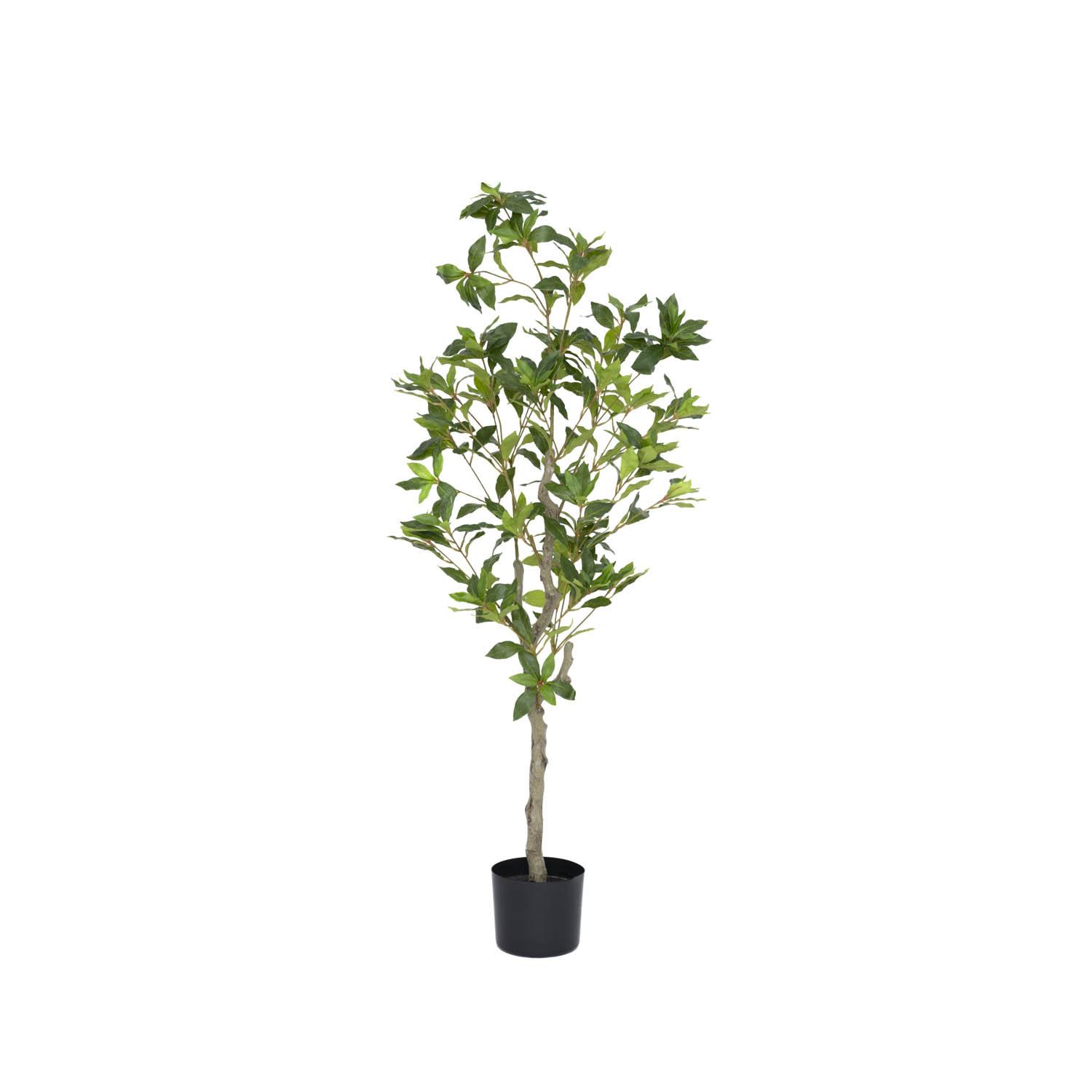 Pieris M, Green
