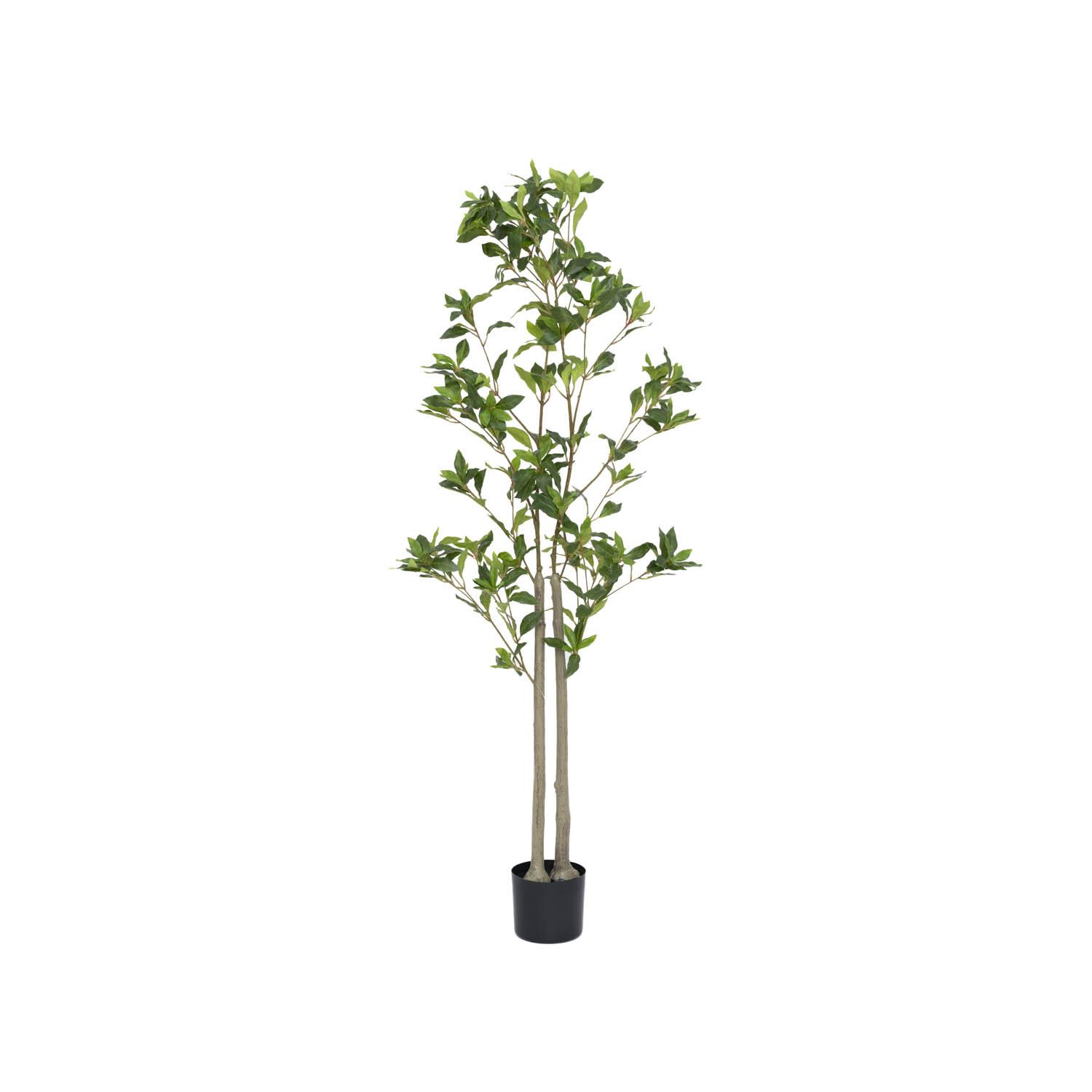 Pieris L, Green