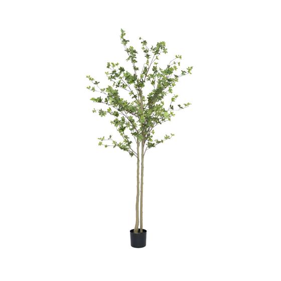 Enkianthus perulatus EU