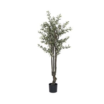 Olive Tree M, Green