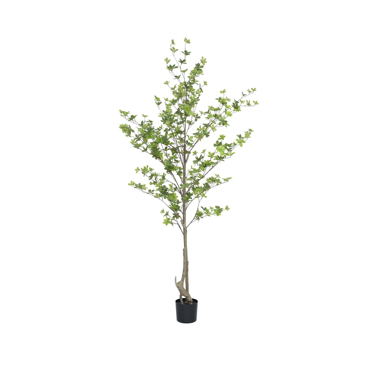 Enkianthus perulatus L, Green