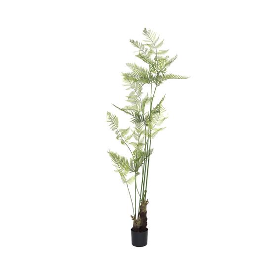 (US) Fern