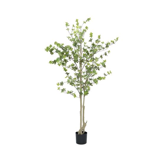(US) Enkianthus perulatus