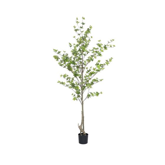 (US) Enkianthus perulatus