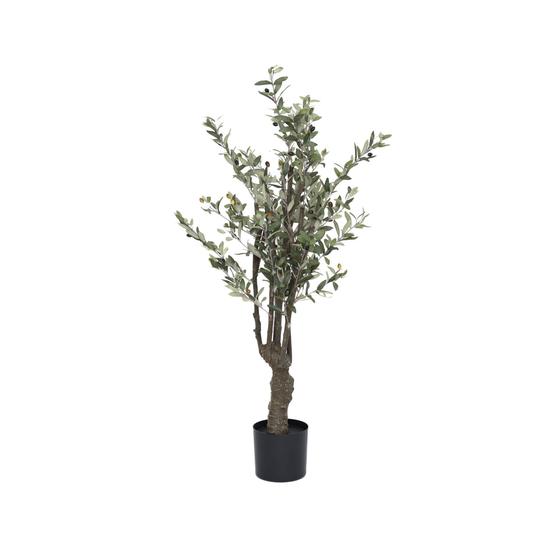 (US) Olive Tree
