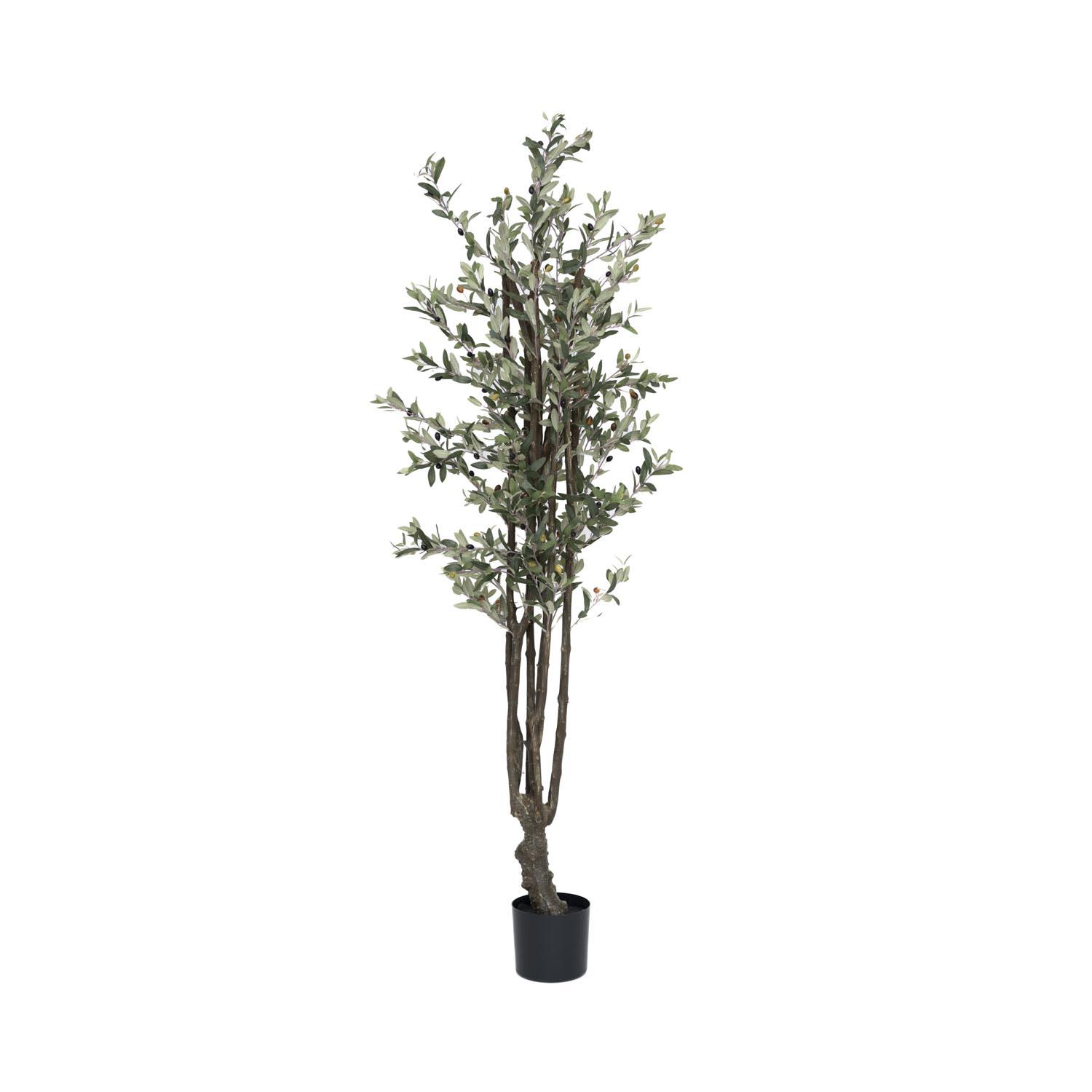 Olive Tree L, Green