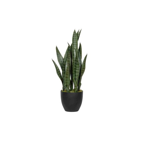 Sansevieria S, Green