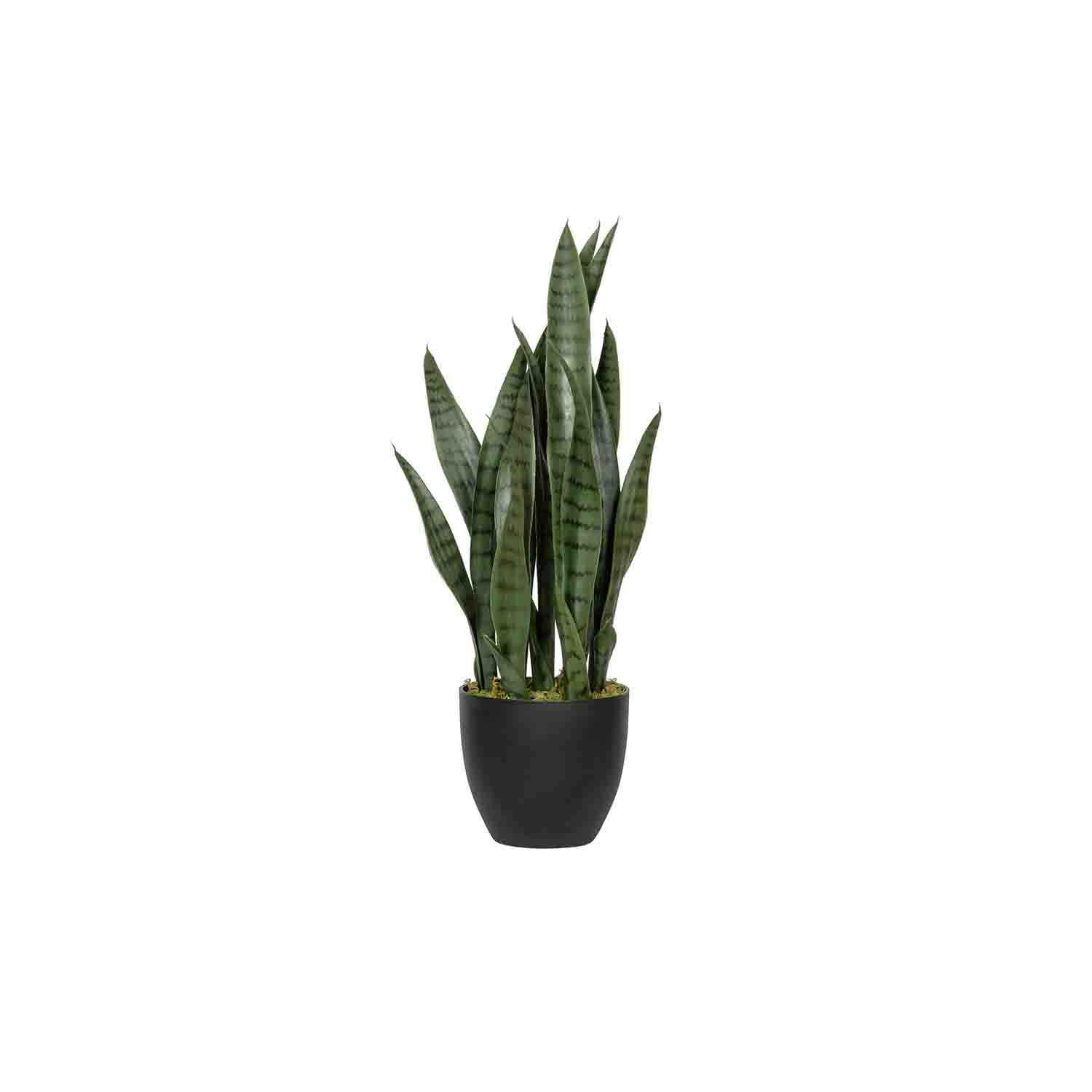 Sansevieria S, Green