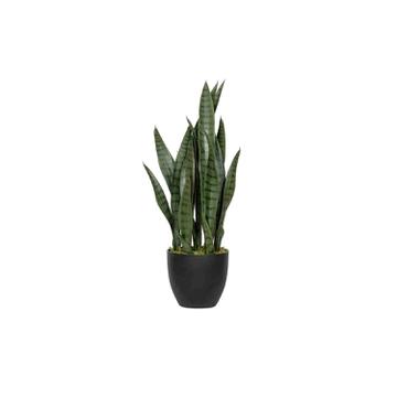 Sansevieria S, Green