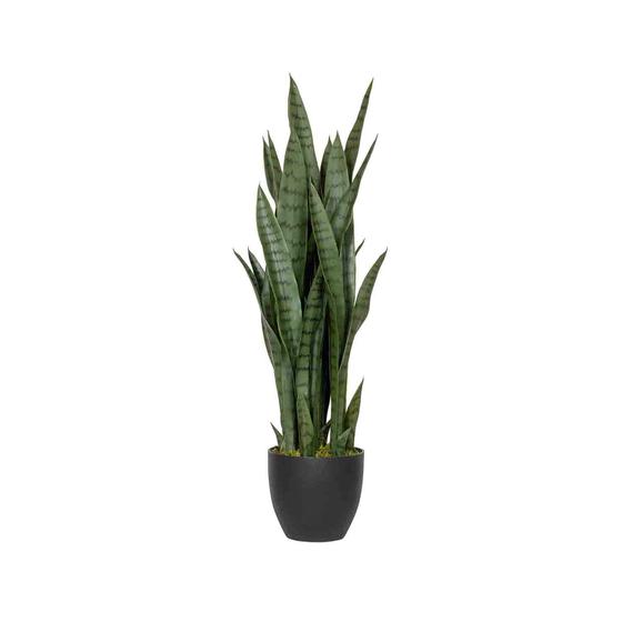 (US) Sansevieria