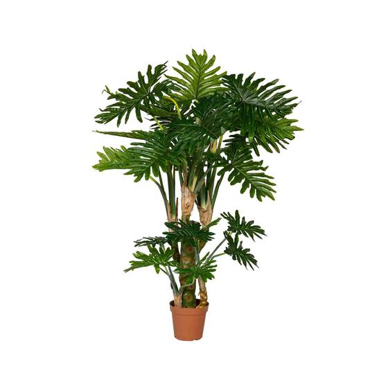 Philodendron US