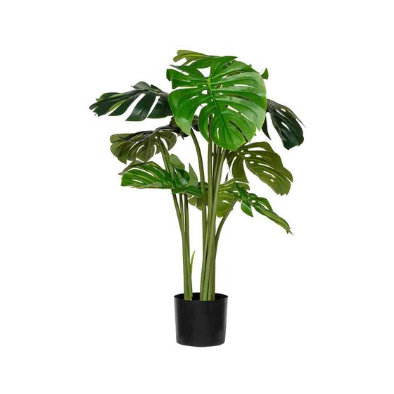 Monstera (US)