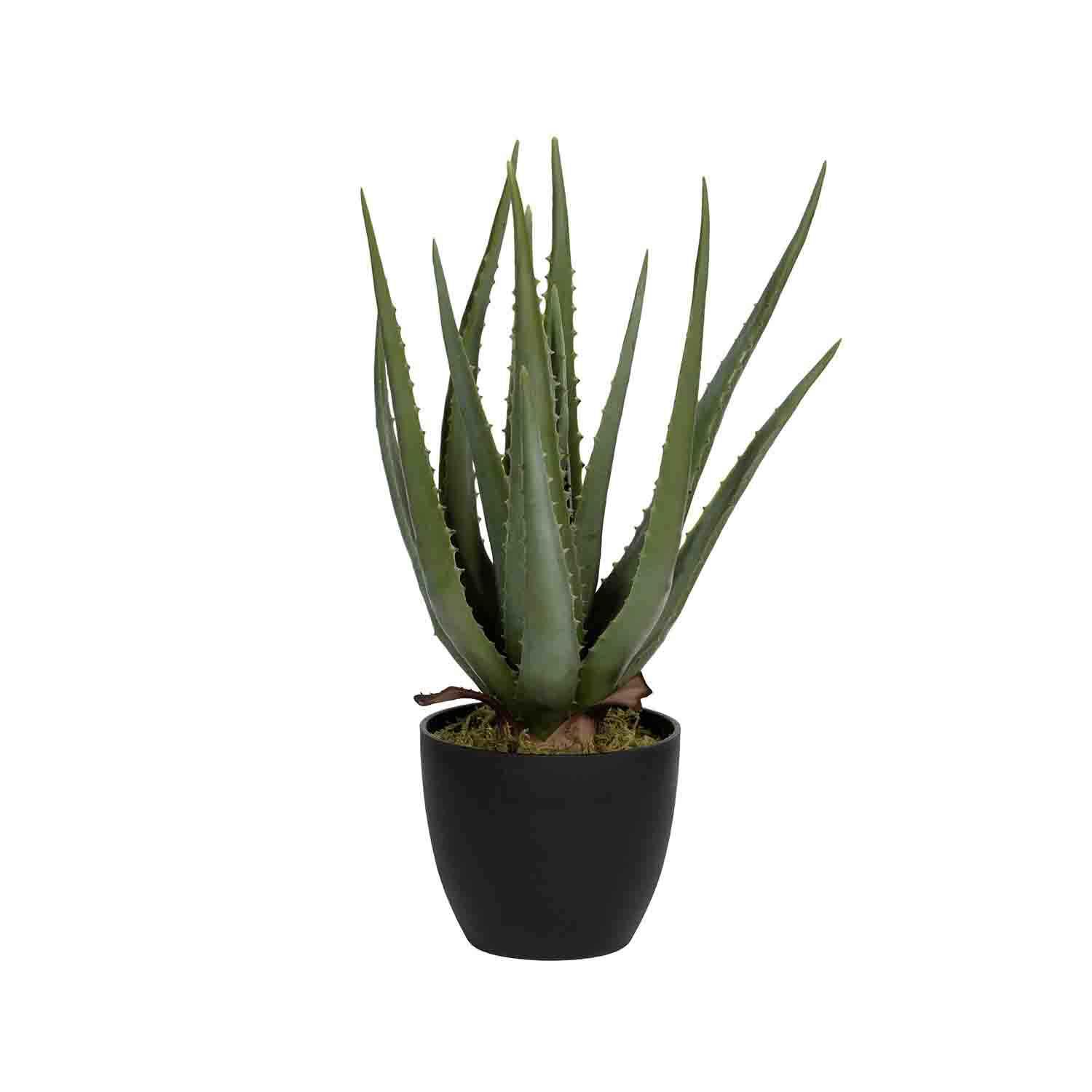(S) Aloe M, Green