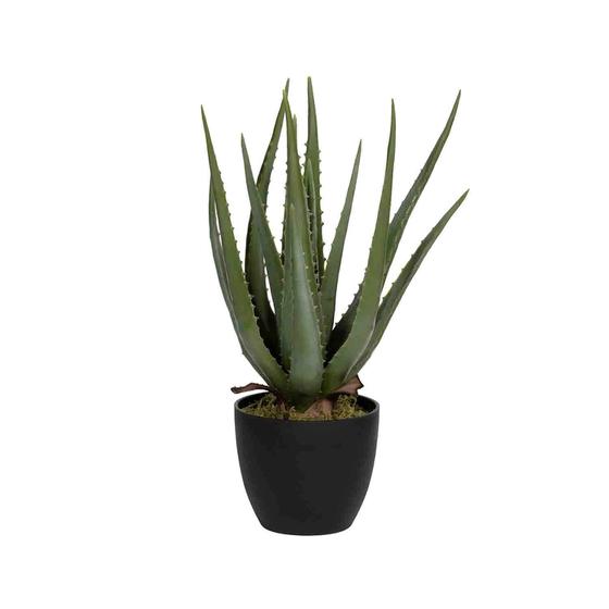 Aloe EU