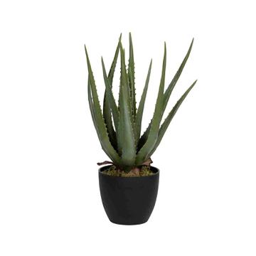 (S) Aloe M, Green