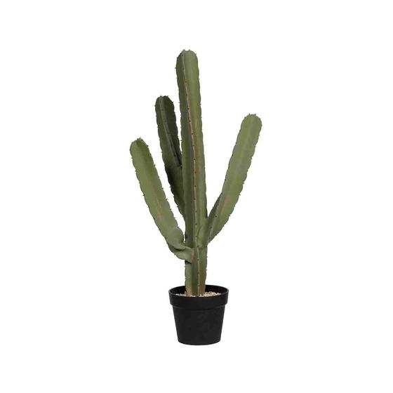 Cactus Cereus EU