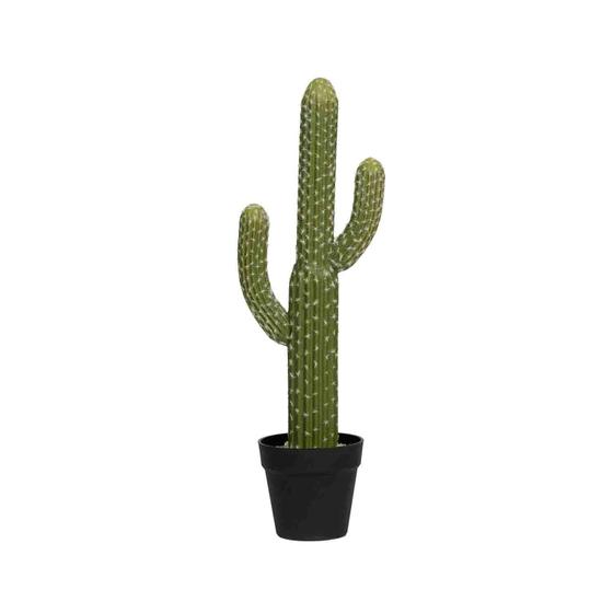 Cactus Saguaro