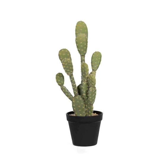 Cactus Opuntia