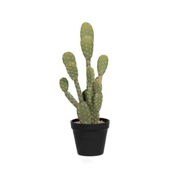 Cactus Opuntia L, Green