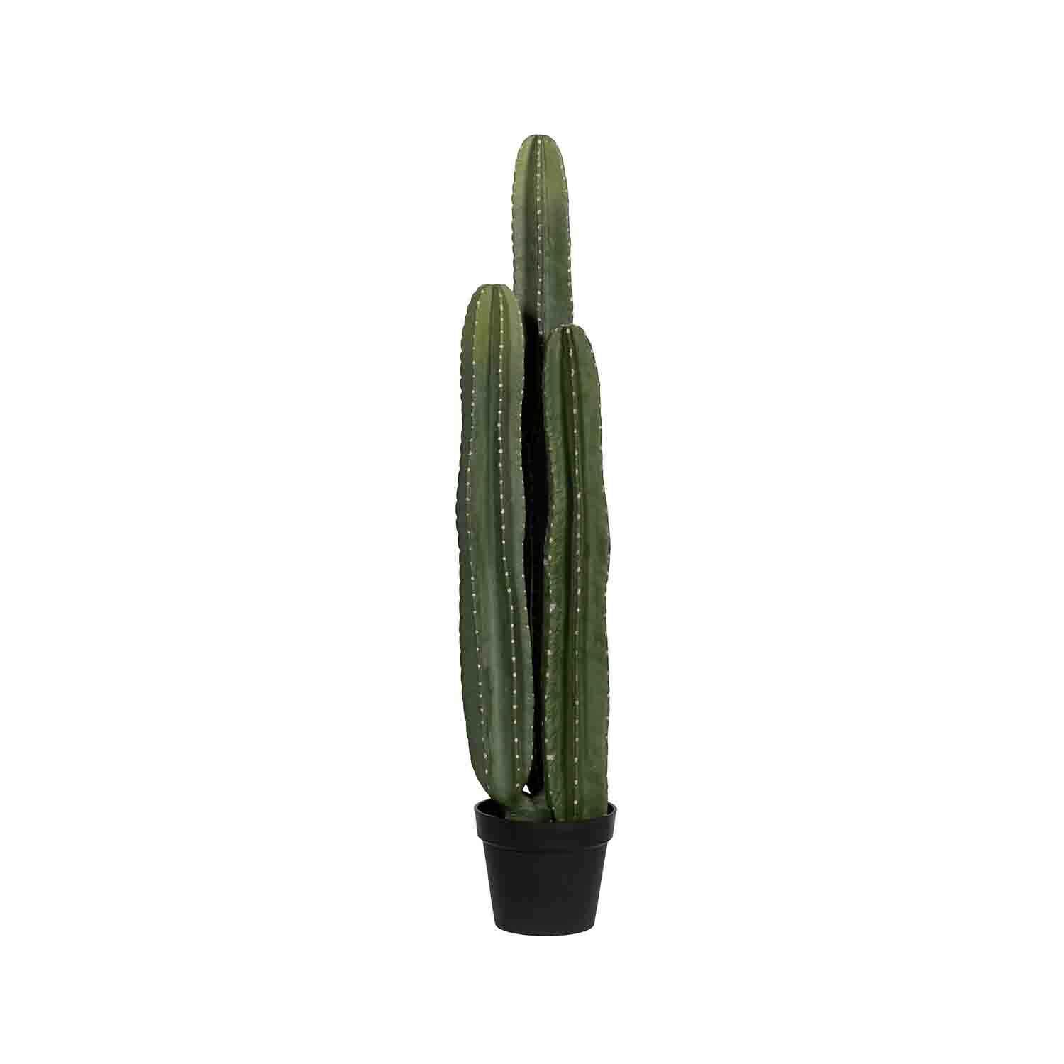 Cactus San Pedro XL, Green