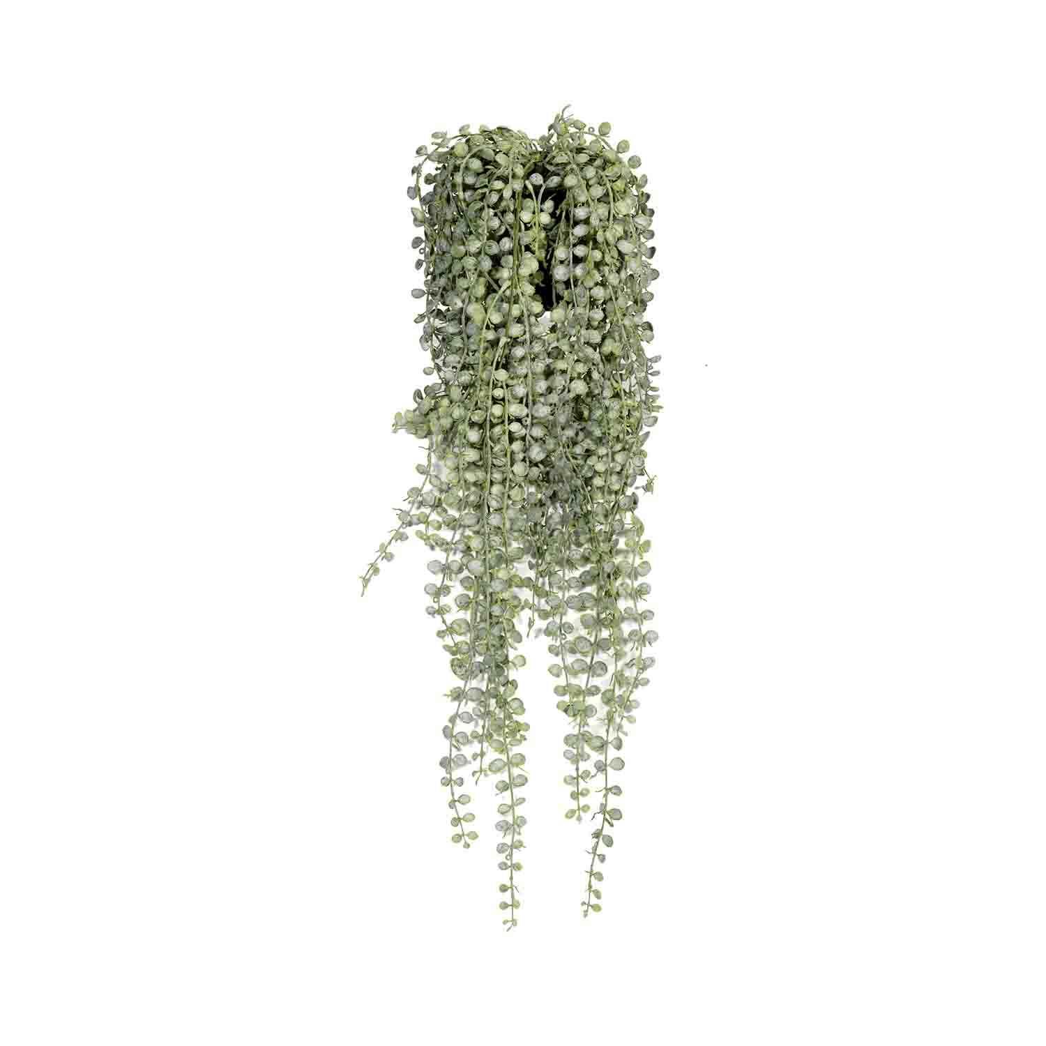 Senecio L, Green
