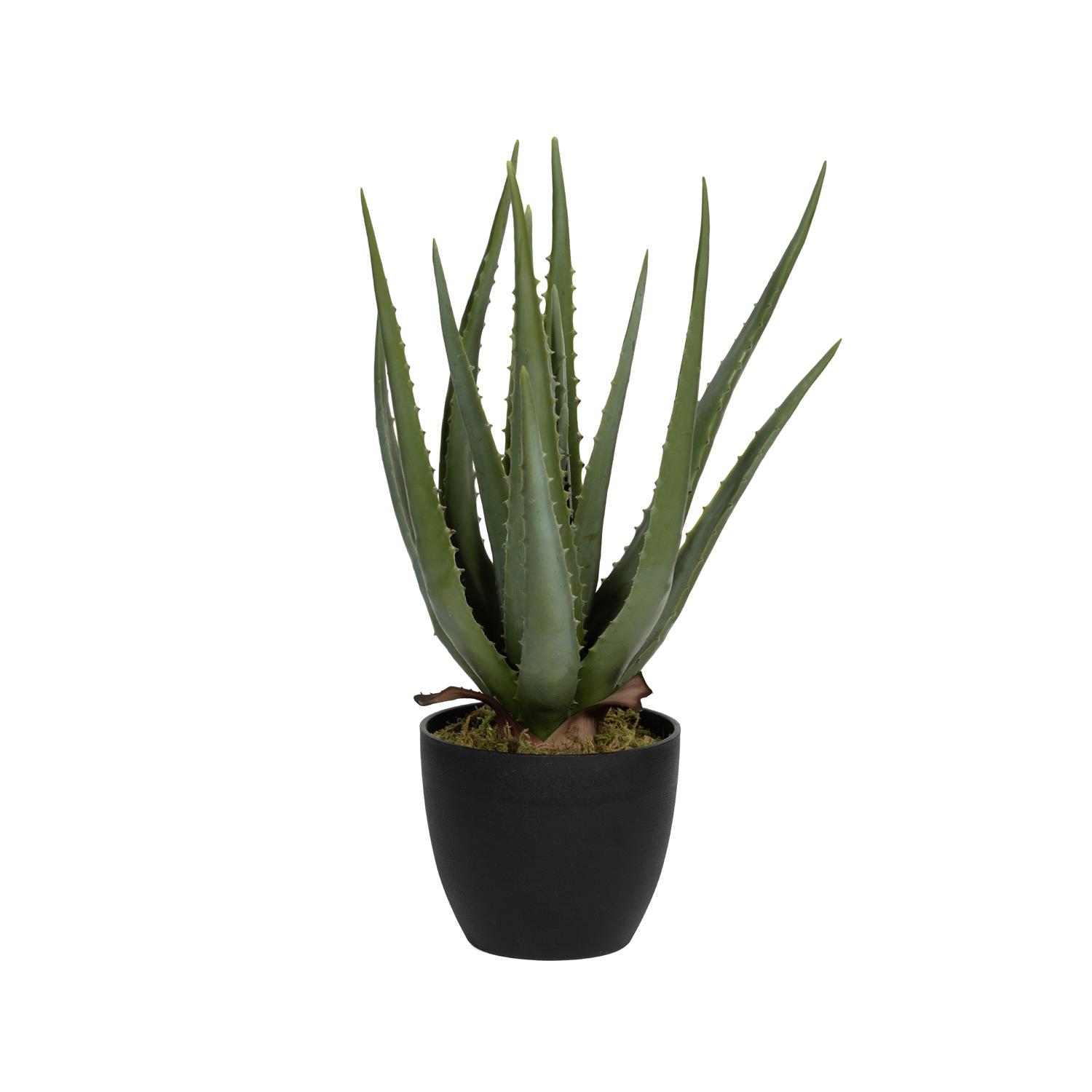 (S) Aloe M, Green