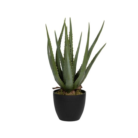 (S) Aloe M, Green