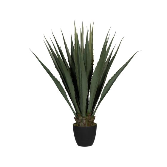 Agave L, Green
