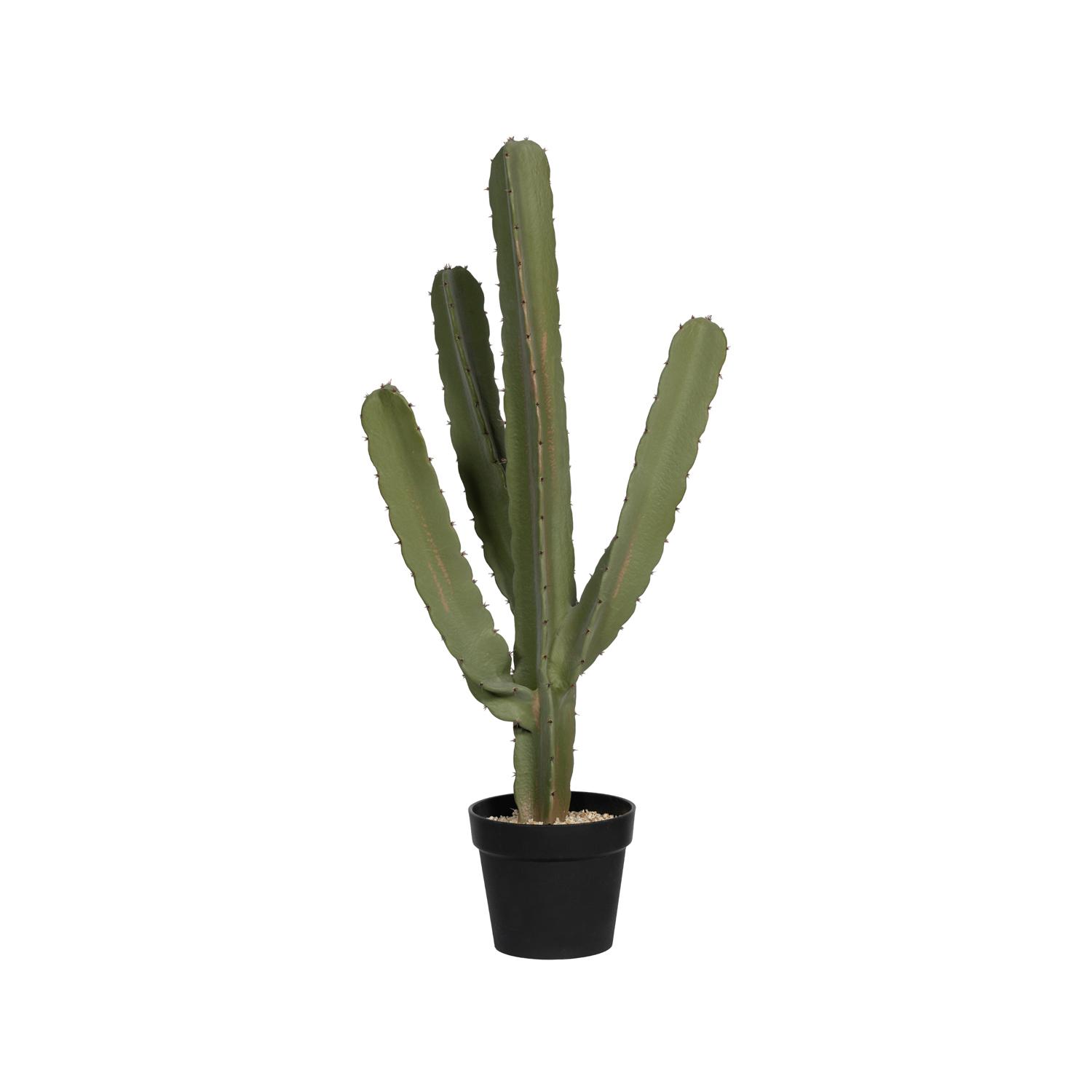 (S) Cactus Cereus M, Green