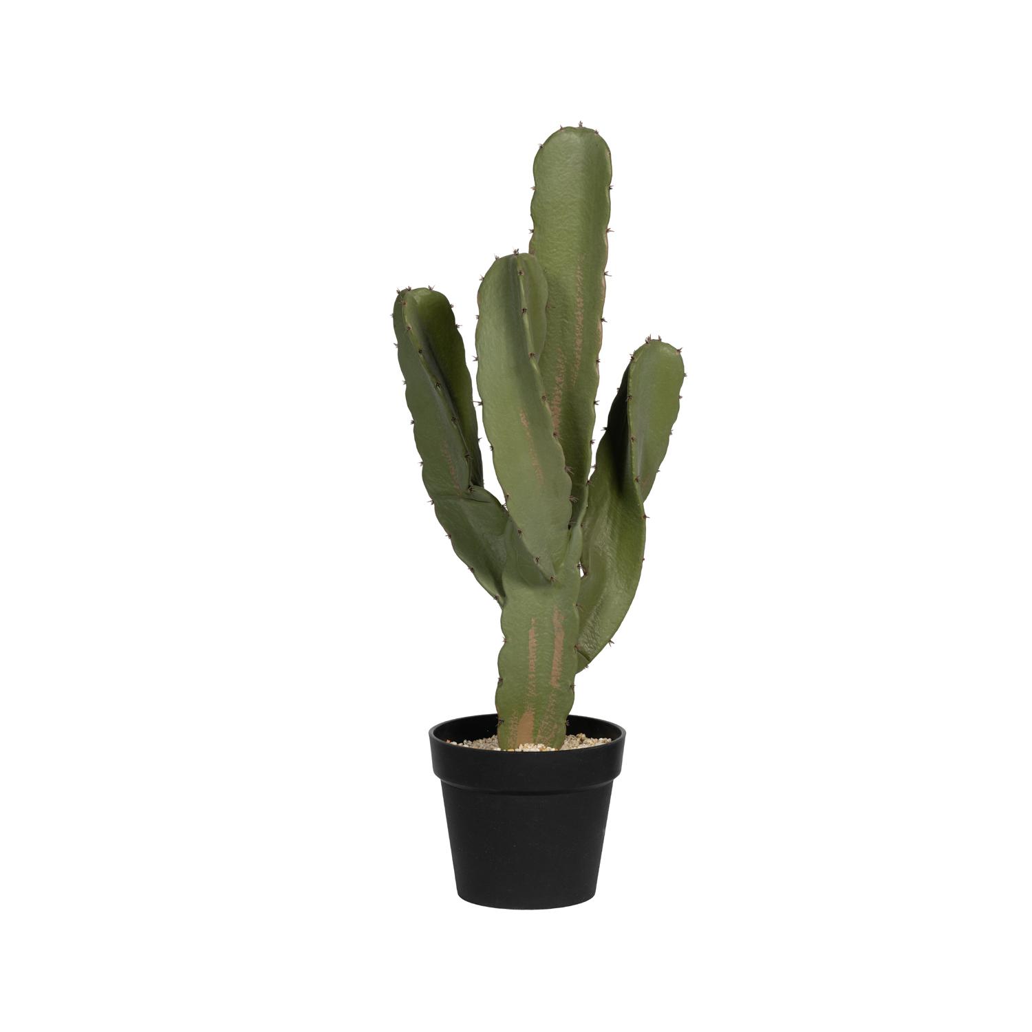 (S) Cactus Cereus L, Green