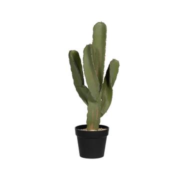 (S) Cactus Cereus L, Green