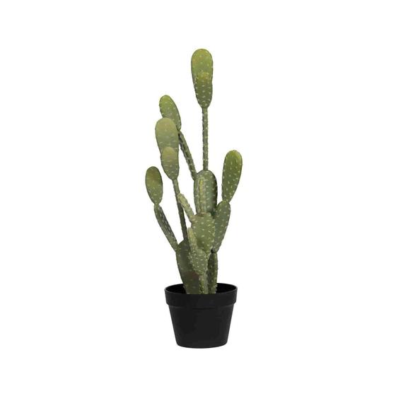 (US) Cactus Opuntia