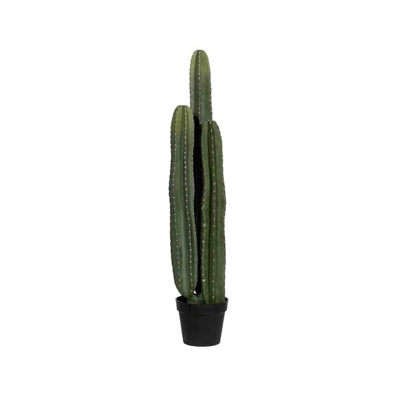 Cactus San Pedro XL, Green