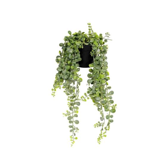 Senecio US