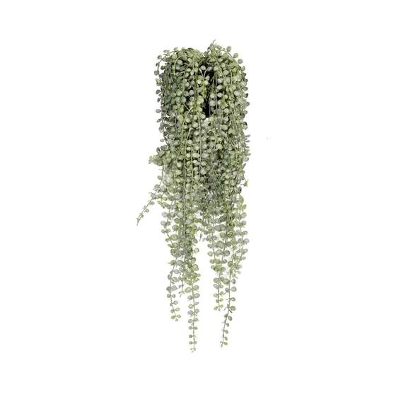 Senecio US
