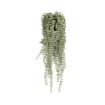 Senecio L, Green